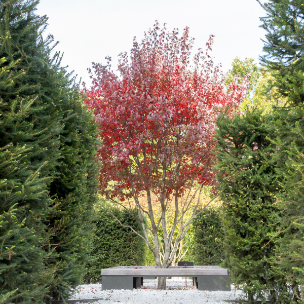 Érable rouge 'Red Sunset' - Acer rubrum 'Red Sunset'