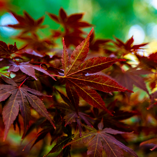 Acer Palmatum Sumi Nagashi