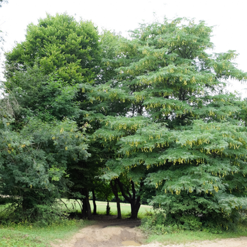 Févier d'Amérique - Gleditsia triacanthos
