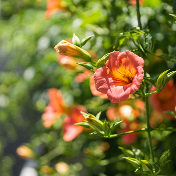 Bignone de Chine - Campsis grandiflora