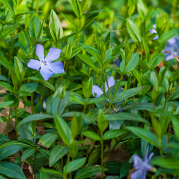 Grande Pervenche - Vinca major