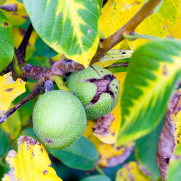 Kiwi, Kiwai 'Ananasnaya' femelle - Actinidia arguta 'Ananasnaya'