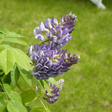 Glycine 'Longwood Purple' - Wisteria frutescens 'Longwood Purple'