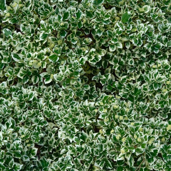 Fusain du Japon 'President Gauthier' - Euonymus japonicus 'President Gauthier'