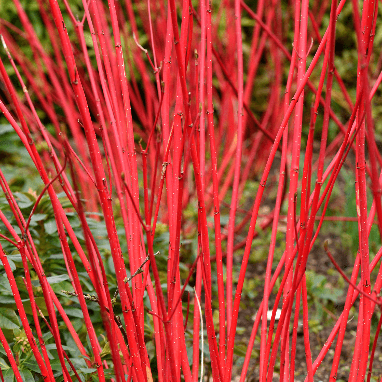 Cornouiller blanc - Cornus alba - FLEURANDIE