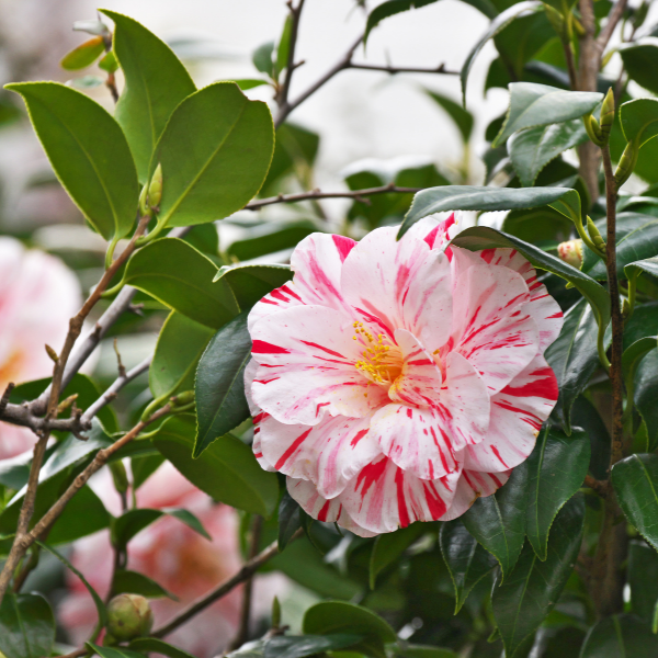Camélia du Japon 'Bonomiana' - Camellia japonica 'Bonomiana'