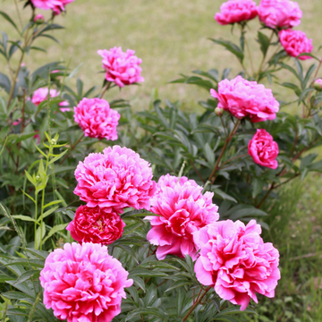 Pivoine de Chine 'Bouquet Perfect' - Paeonia lactiflora 'Bouquet Perfect'