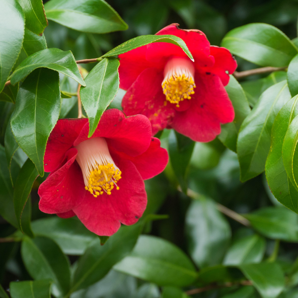 Camélia Japonica