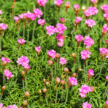 Gazon d'Espagne, Armérie maritime - Rosea' Armeria maritima 'Rosea'