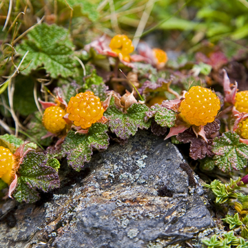 Framboisier 'Golden Everest' - Rubus idaeus 'Golden Everest'