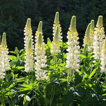 Lupin 'la demoiselle' - Lupinus 'la demoiselle'
