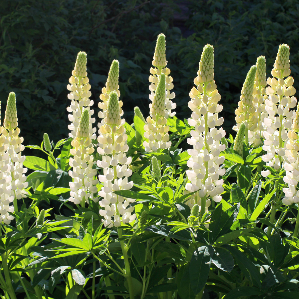 Lupin 'la demoiselle' - Lupinus 'la demoiselle'