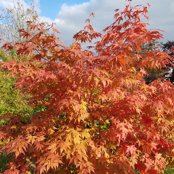 Acer Palmatum Sangokaku