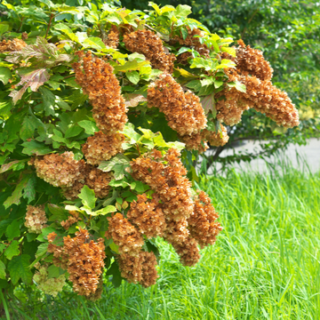 Hortensia à feuilles de chêne 'Alice' - Hydrangea quercifolia 'Alice'