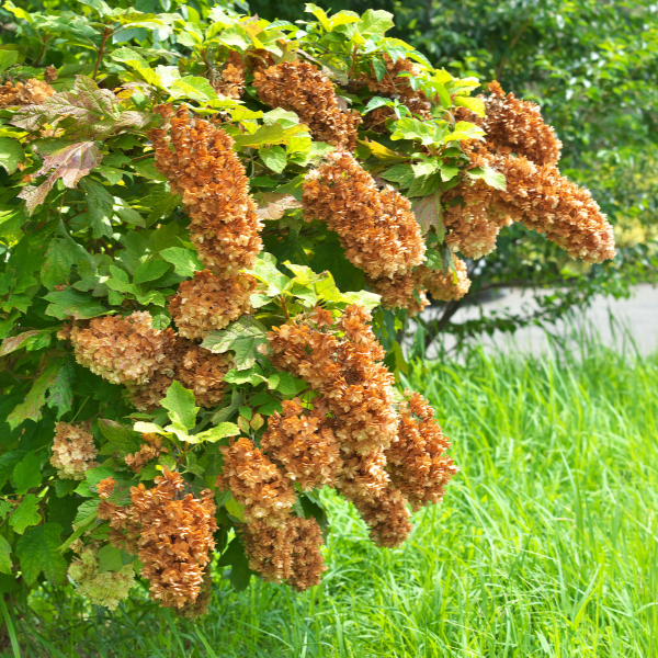 Hortensia à feuilles de chêne 'Alice' - Hydrangea quercifolia 'Alice'