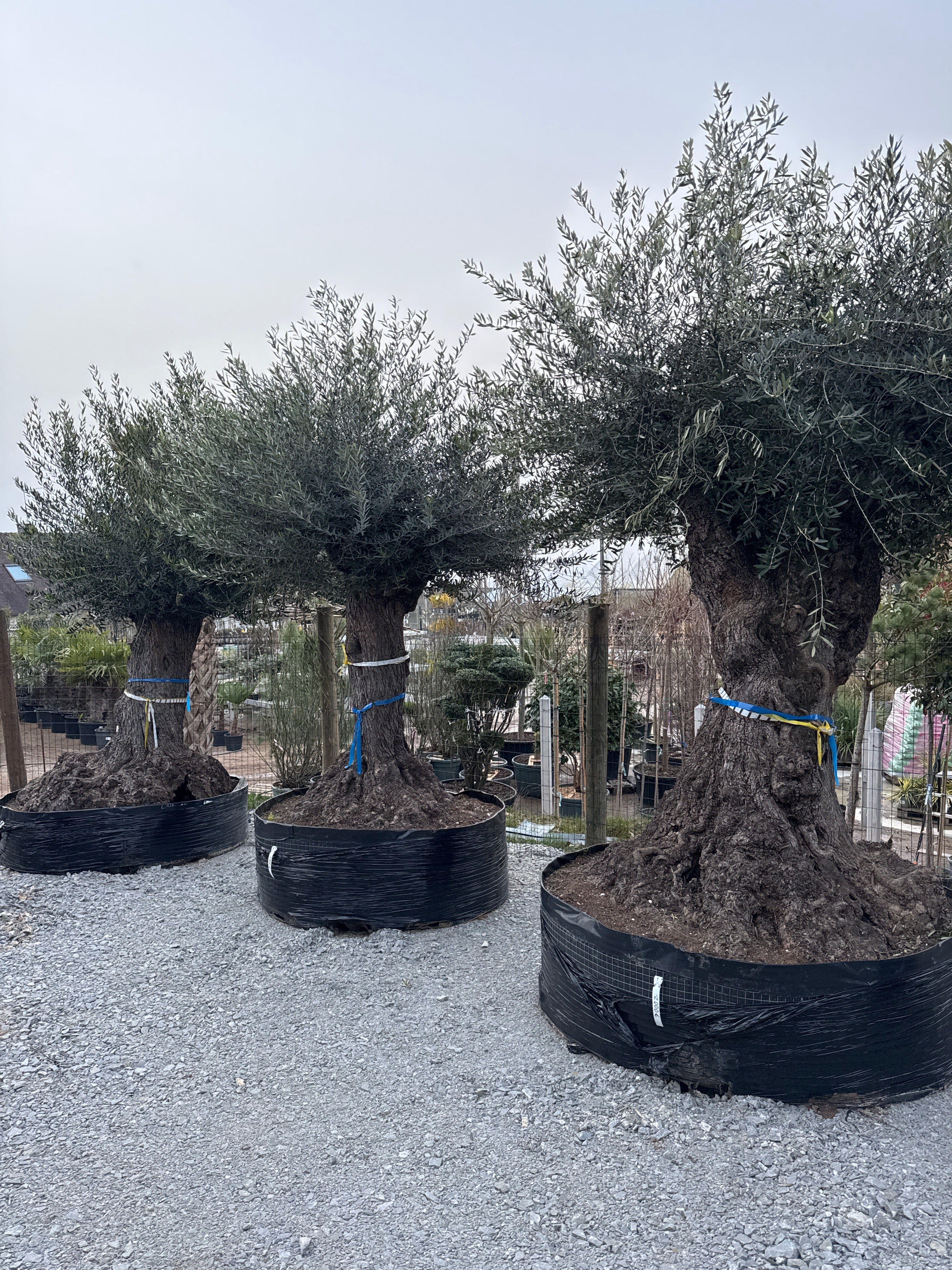 Olivier Lechin - 120/150 - Motte