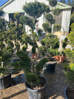 Bonsai.Tronc S / POT 25-30L / H.120-140