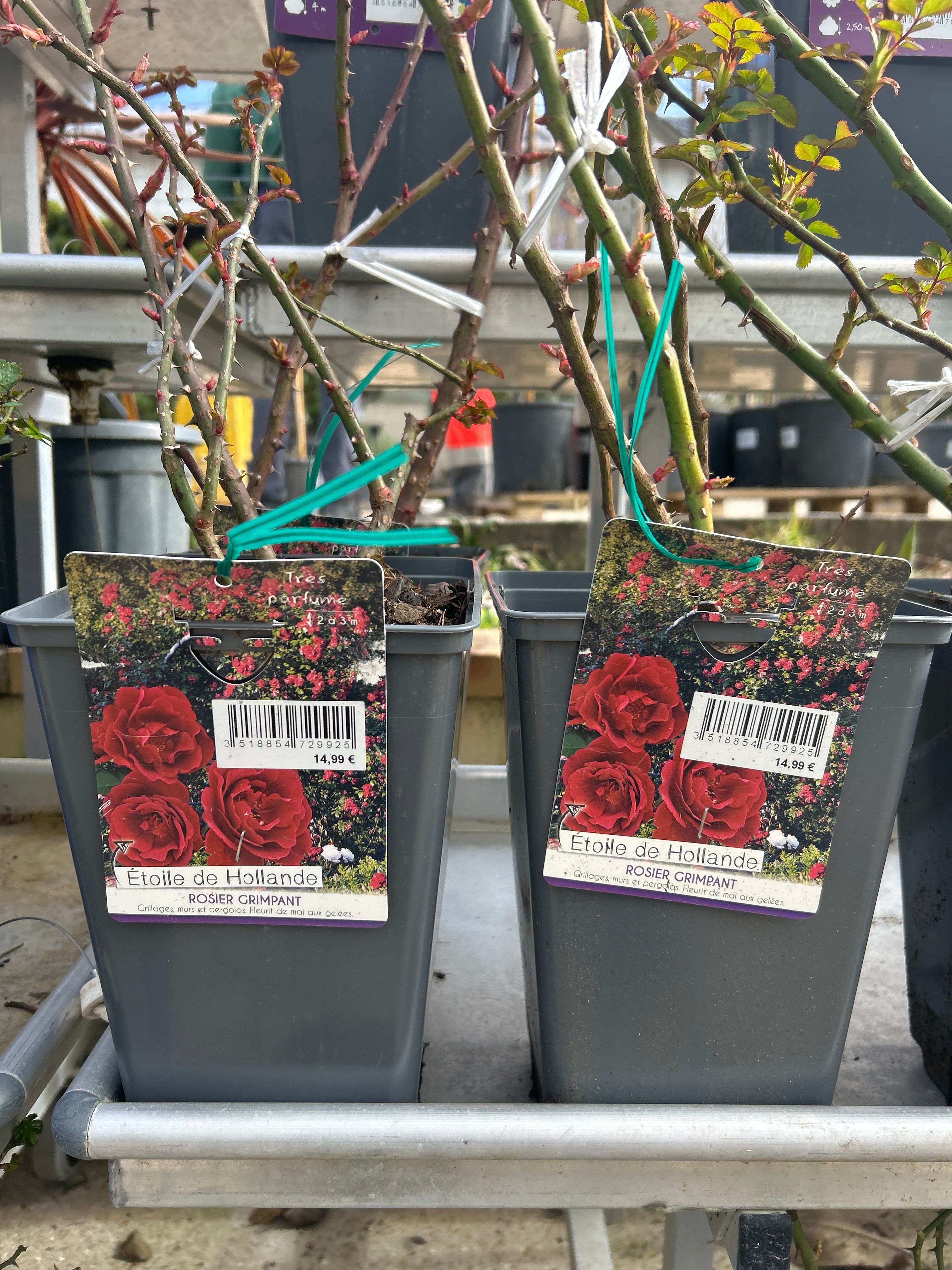 Rosier grimpant 'Etoile de Hollande' - Rosa grimpant 'Etoile de Hollande'