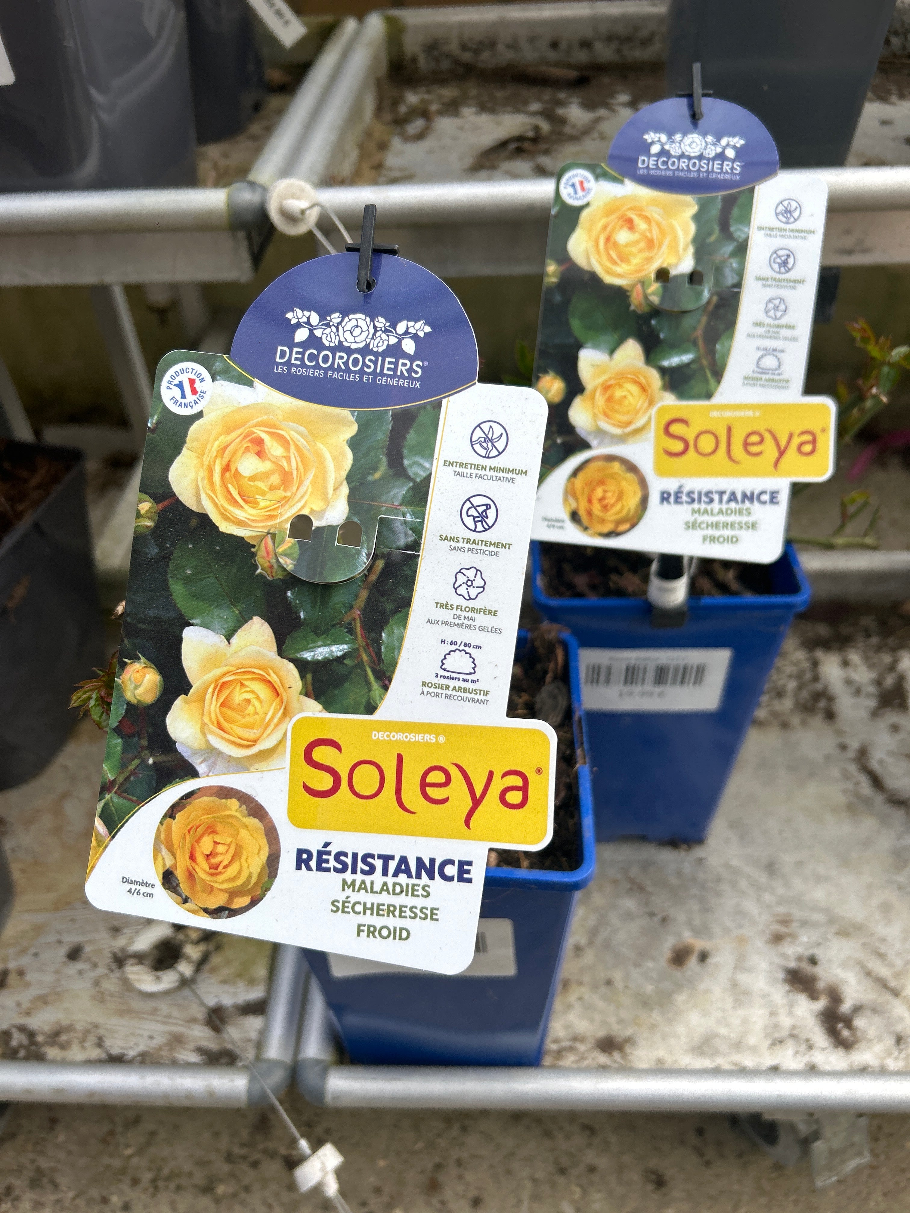 Rosier Soleya