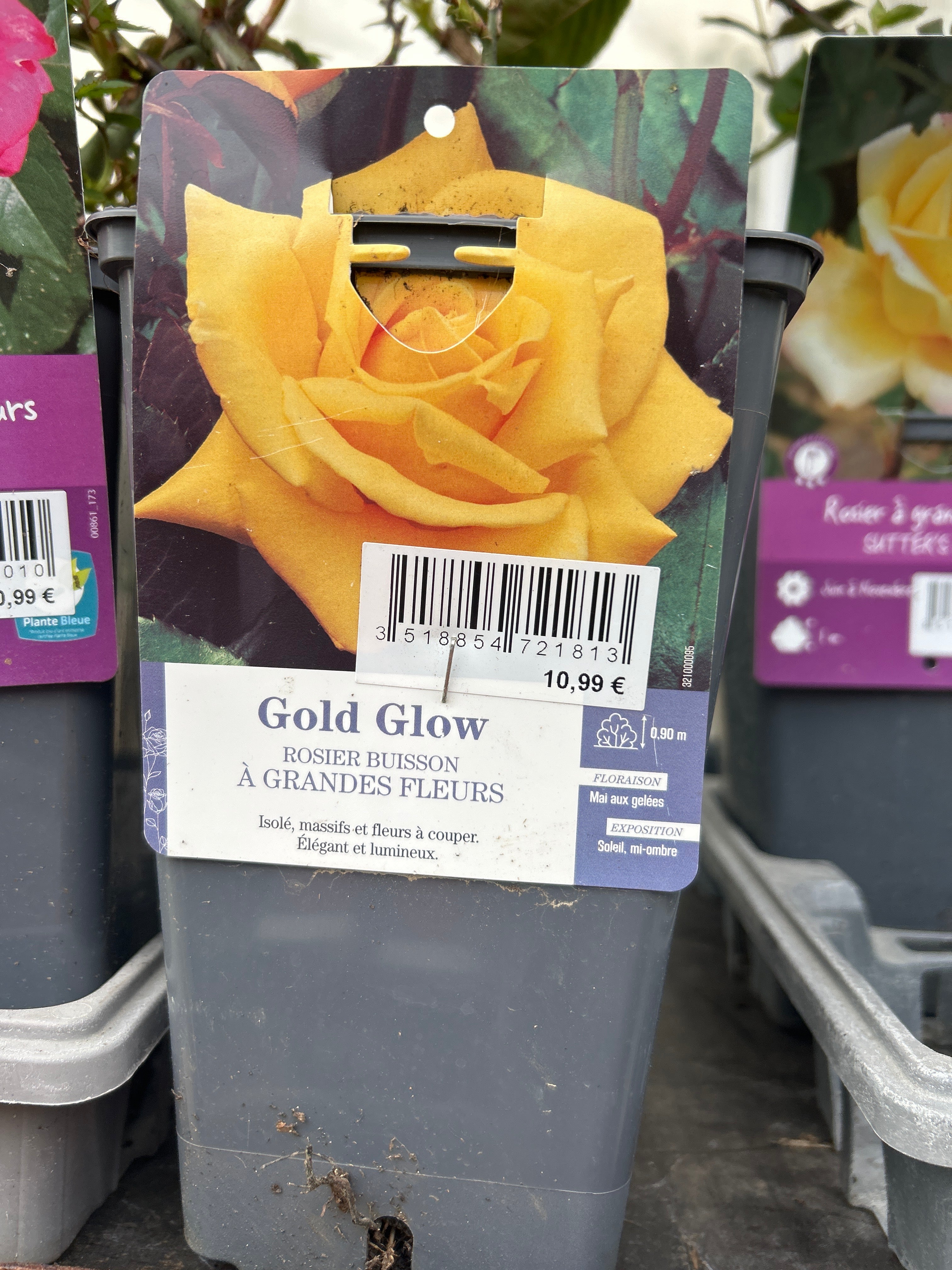 Rosier Gold Glow