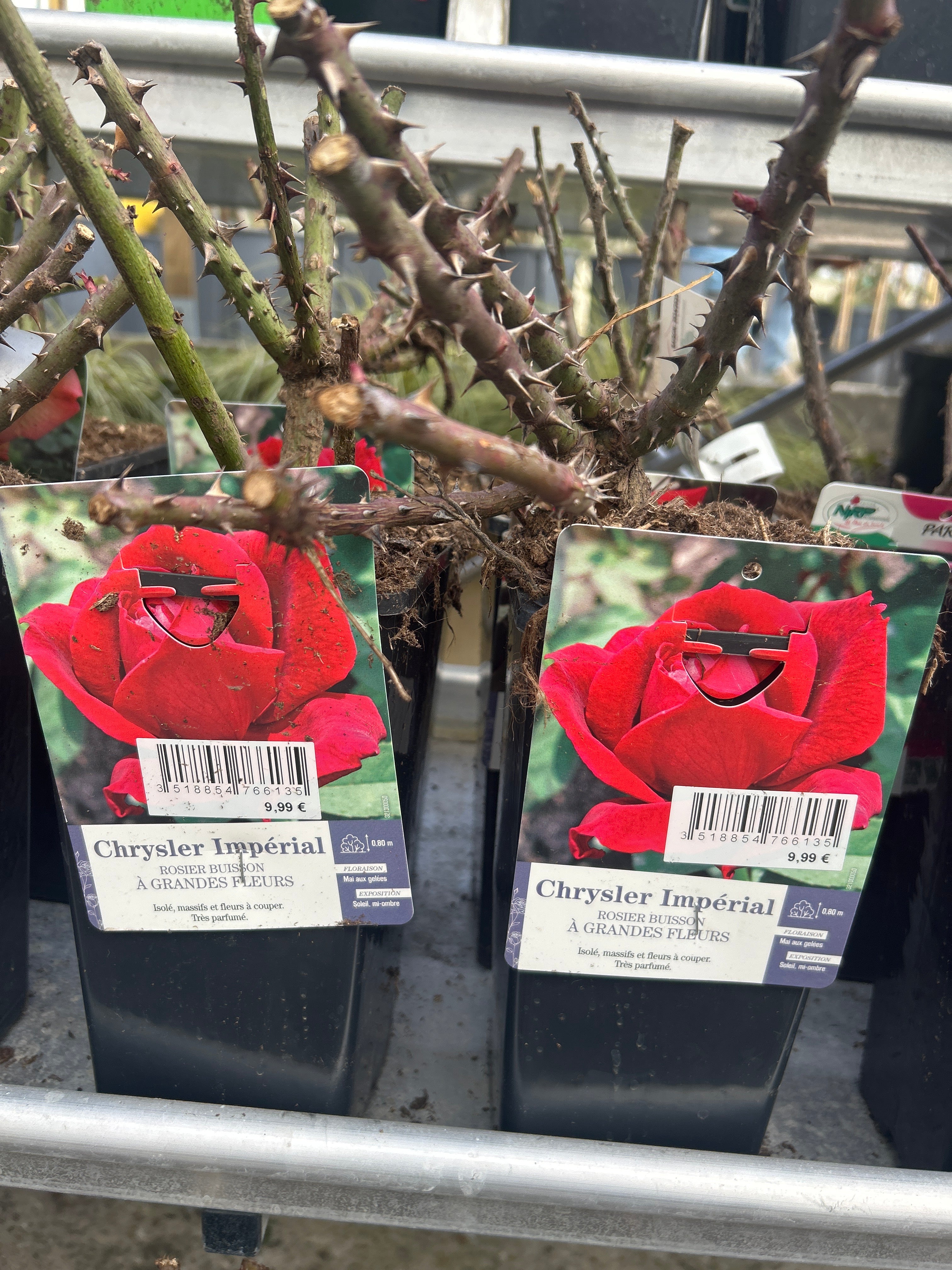 Rosier 'Chrysler Imperial' - Rosa 'Chrysler Imperial'