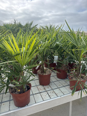 1 TRONC / POT 5/7L - TRONC 10/20CM