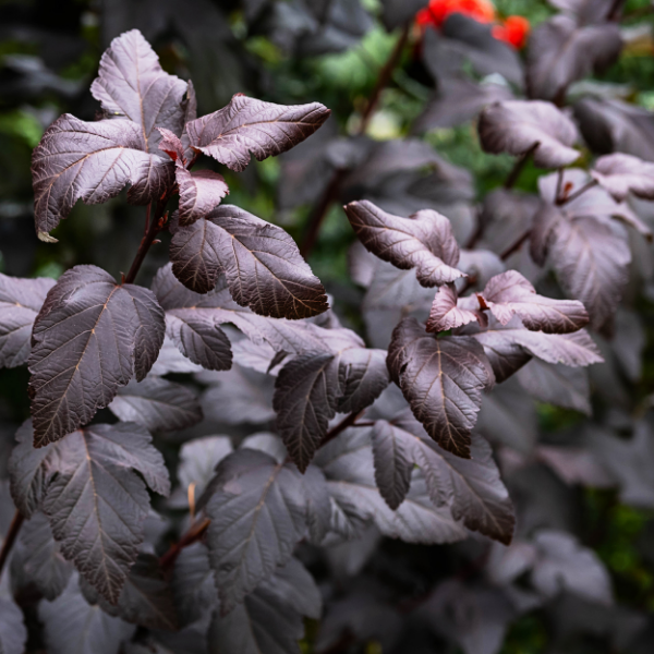 Physocarpe à feuilles d'Obier 'Diabolo'