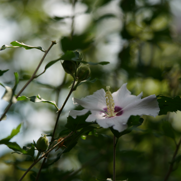 Mauve en arbre 'Red Heart' - Hibiscus syriacus 'Red Heart'