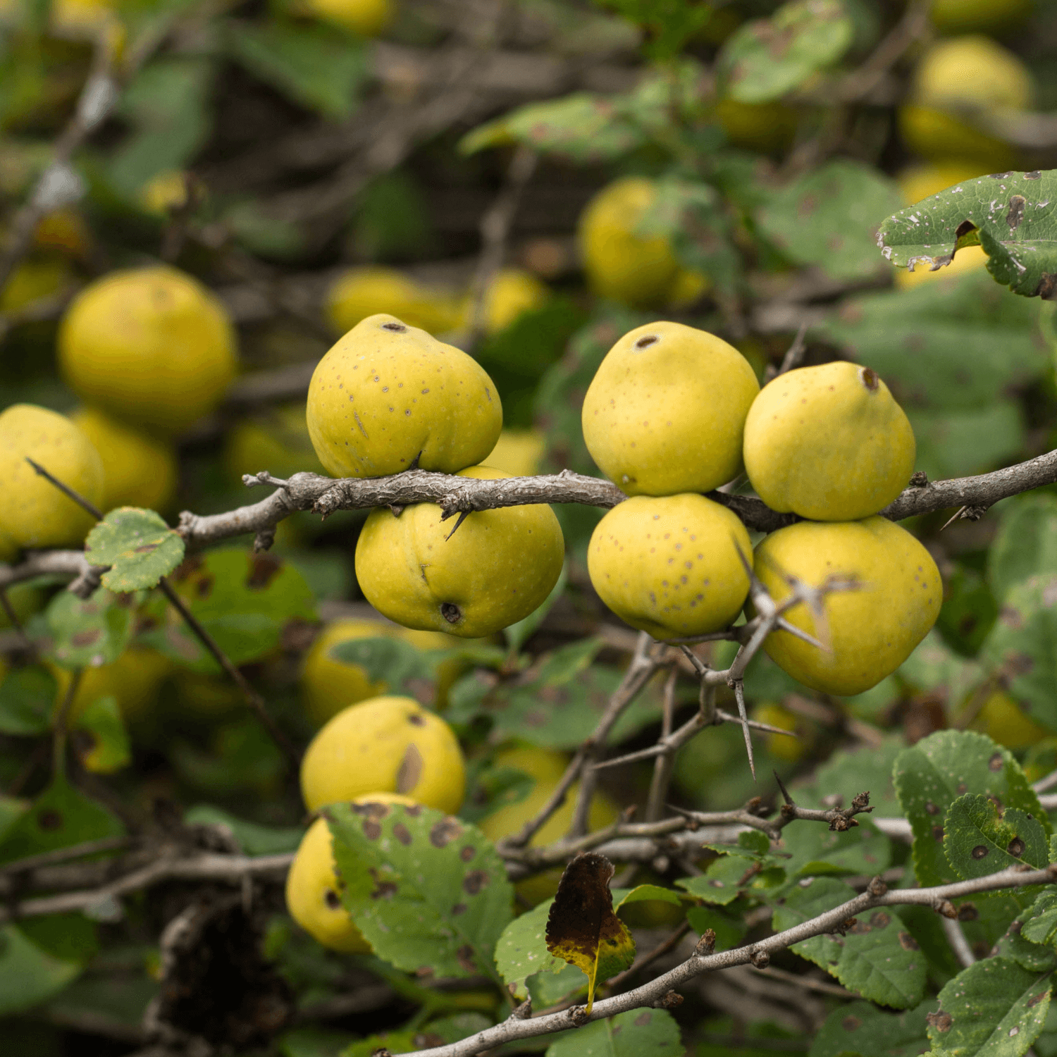 Cognassier du Japon - Speciosa Nivalis - FLEURANDIE