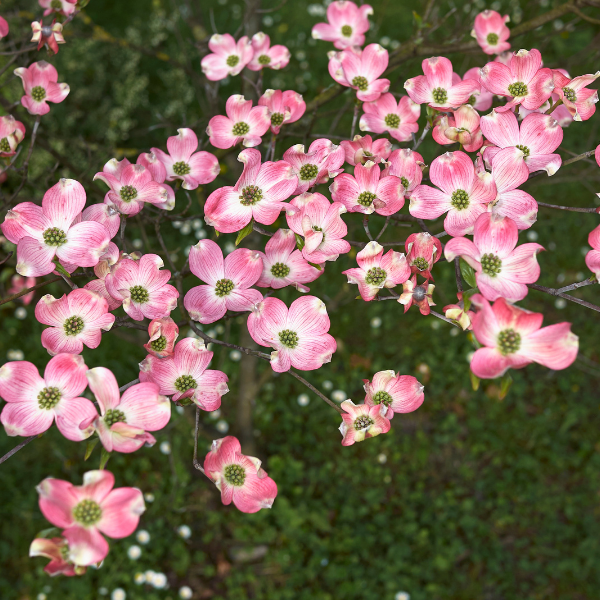 Cornouiller à Fleur Rose - Cornus Stellar Pink