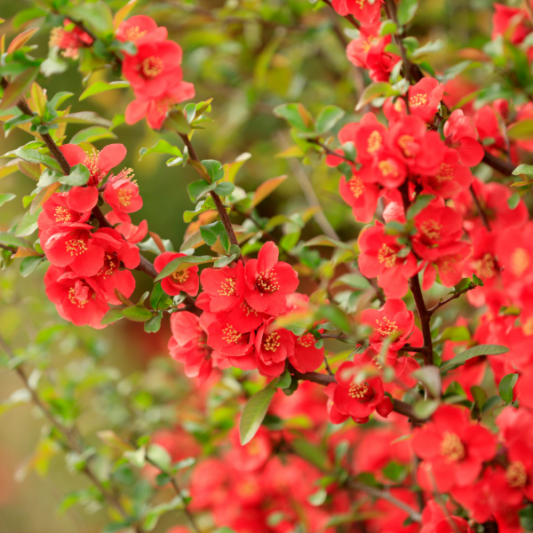 Cognassier Du Japon Rouge - Chaenomeles Speciosa Rubra