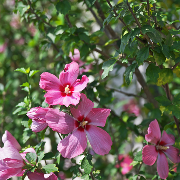Hibiscus syriacus Pink Giant® 'Flogi'