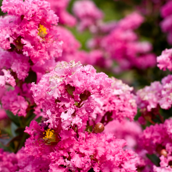 Lilas des Indes indica Rose - Lagerstroemia indica Rosea