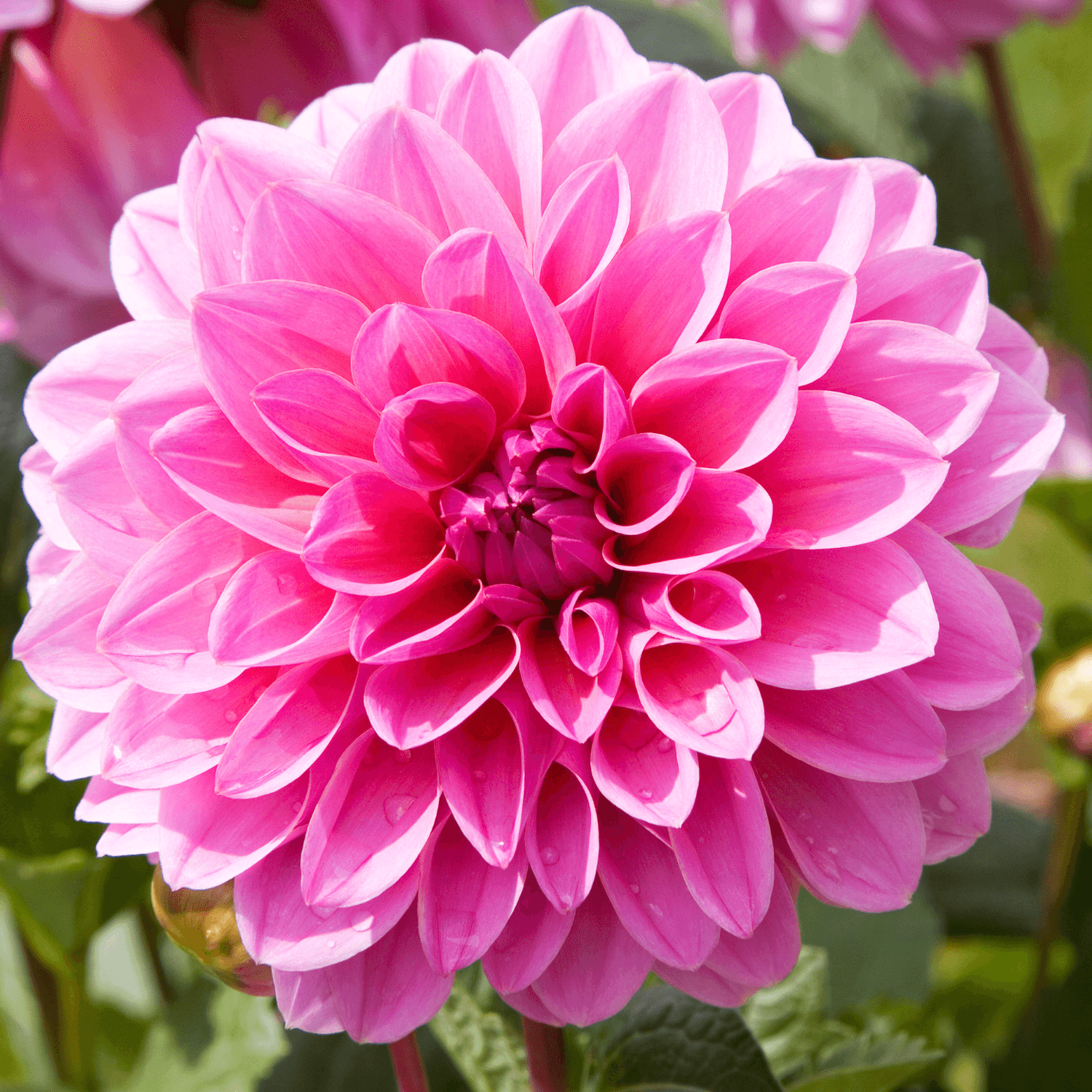 Dahlia - FLEURANDIE