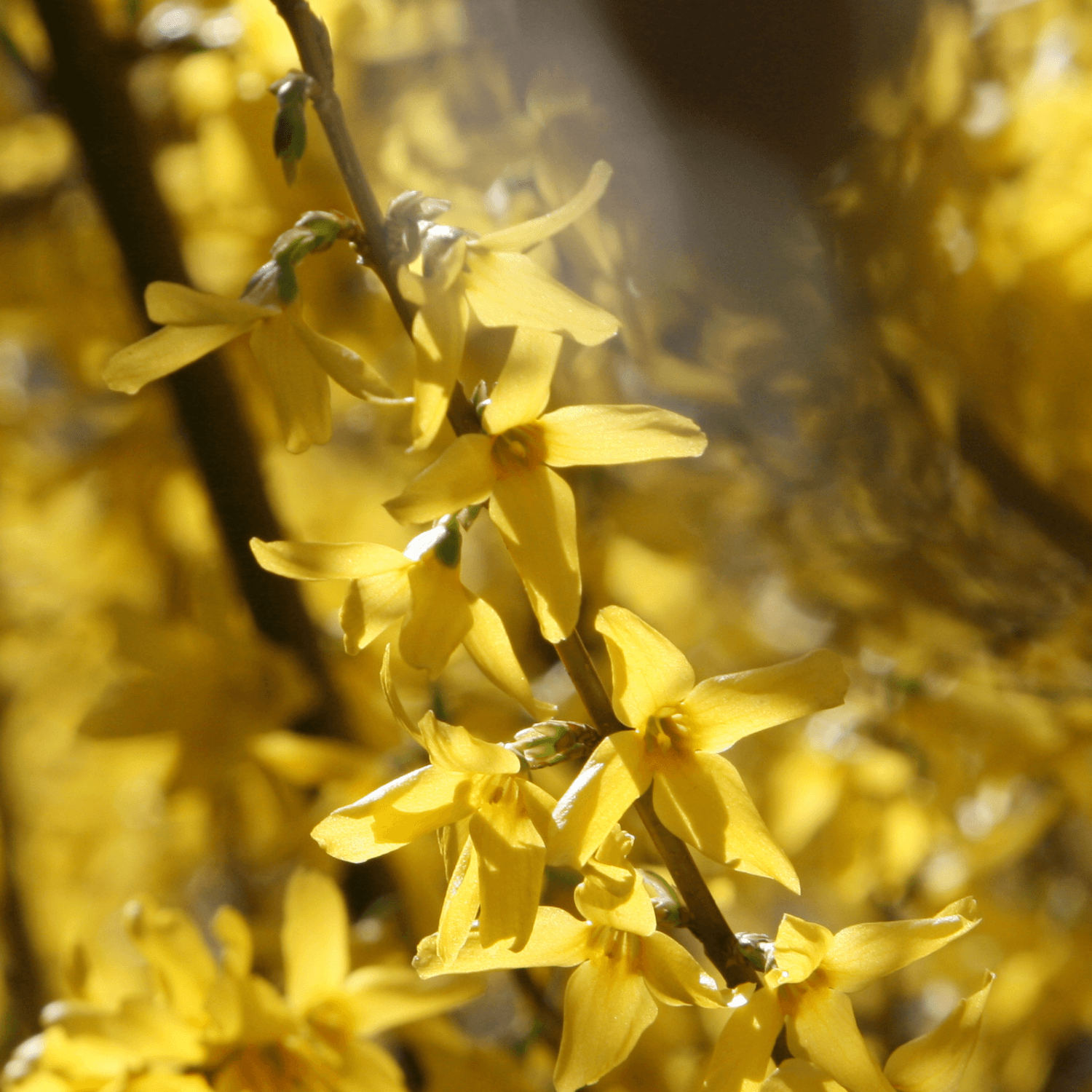Cytise commun, Faux ébénier - Laburnum anagyroides - FLEURANDIE