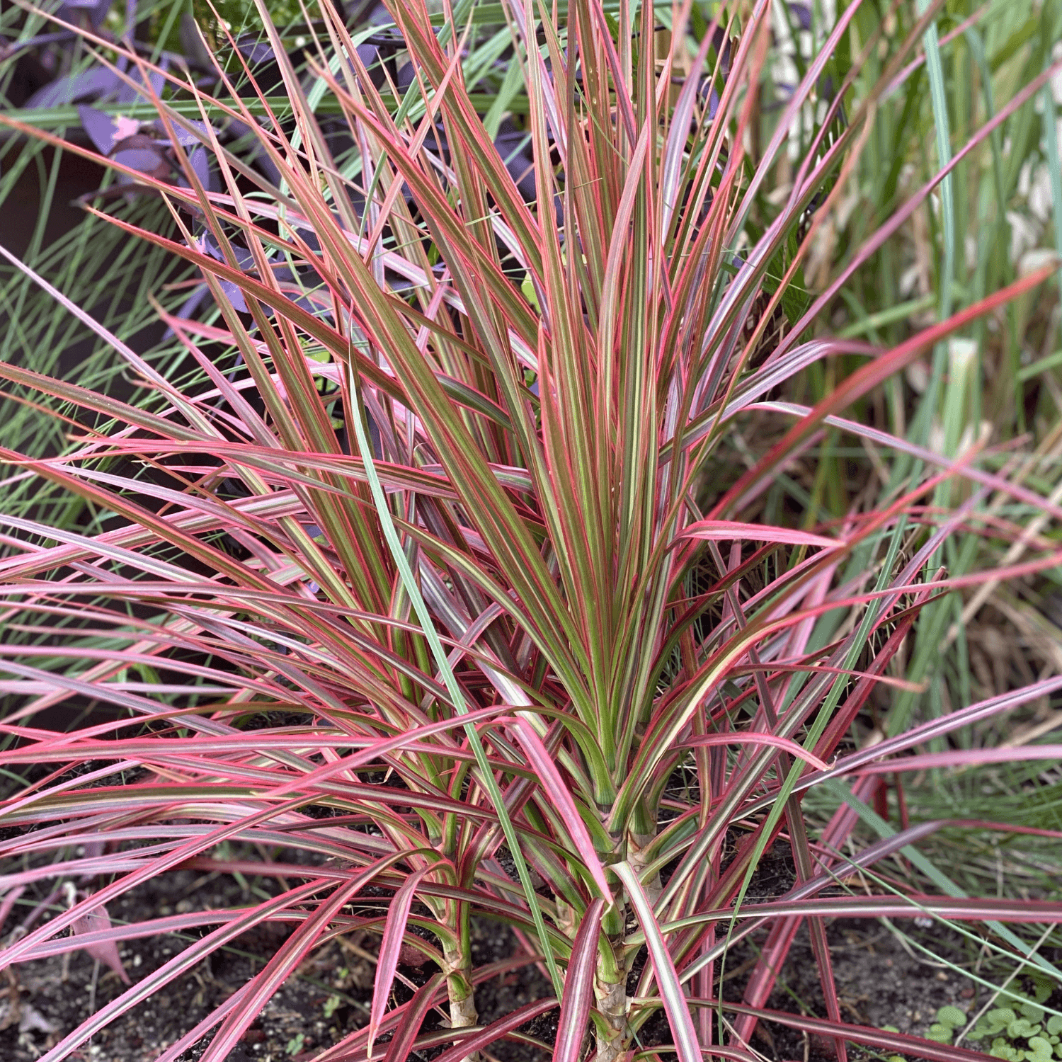 Cordyline australe 'Red Heart' - Cordyline australis 'Red Heart' - FLEURANDIE