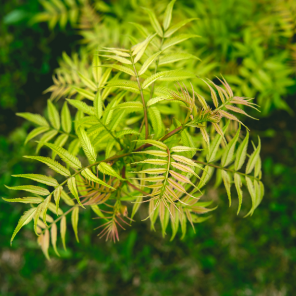 Sorbaria 'Pink Hopi' - Sorbaria sorbifolia 'Pink Hopi'