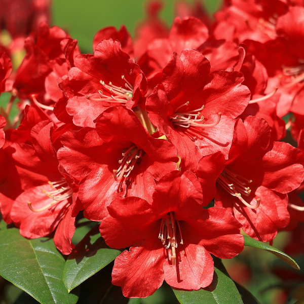 Azalée japonaise 'Manuska' - Azalea japonica 'Manuska'