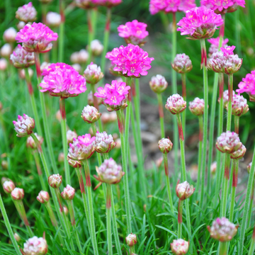 Armeria Maritima Rubrifolia (