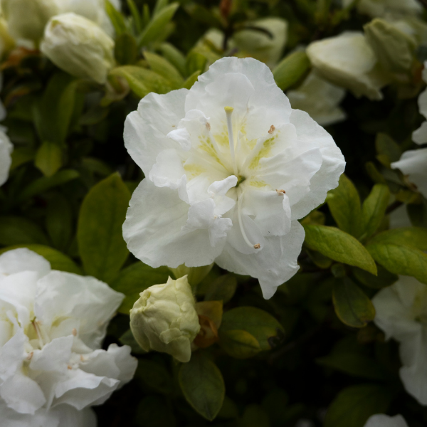 Mauve en arbre ' White Chiffon' - Hibiscus syriacus ' White Chiffon'