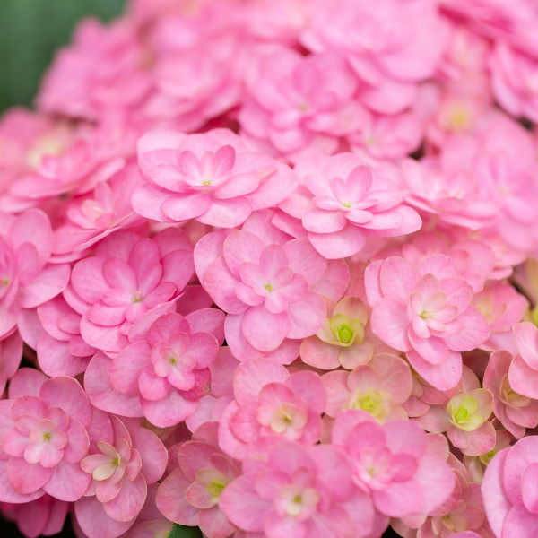 Hydrangea Macr. Forever & Ever Mix