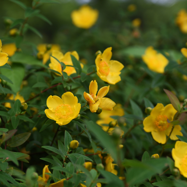 Millepertuis 'Hidcote' - Hypericum 'Hidcote'