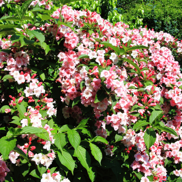Weigela 'Carnaval'® - Weigela 'Carnaval'®