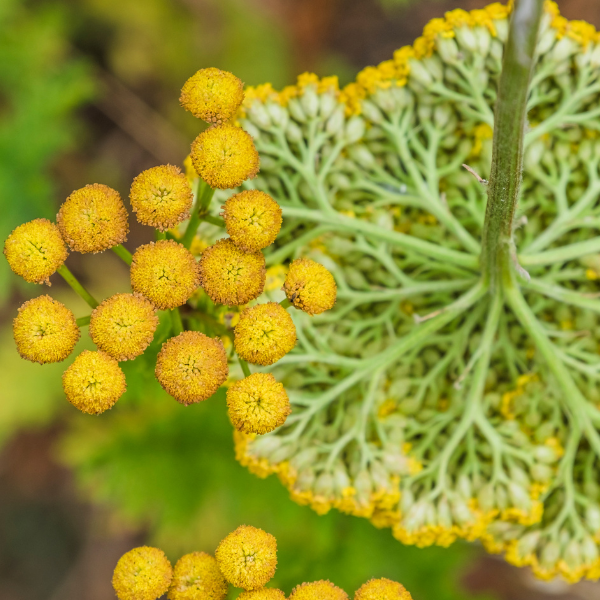 Achillée 'Gold Plate' - Achillea filipendulina 'Gold Plate'