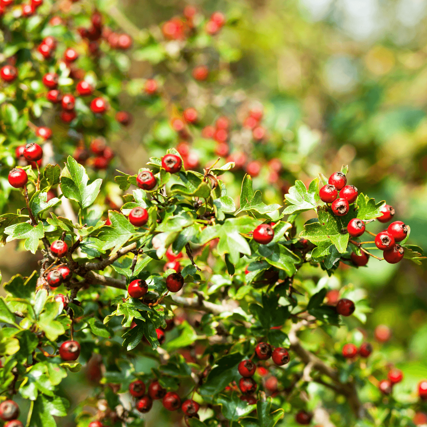 Aubépine, épine à fleurs - Crataegus laevigata - FLEURANDIE