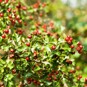 Aubépine, épine à fleurs - Crataegus laevigata - FLEURANDIE