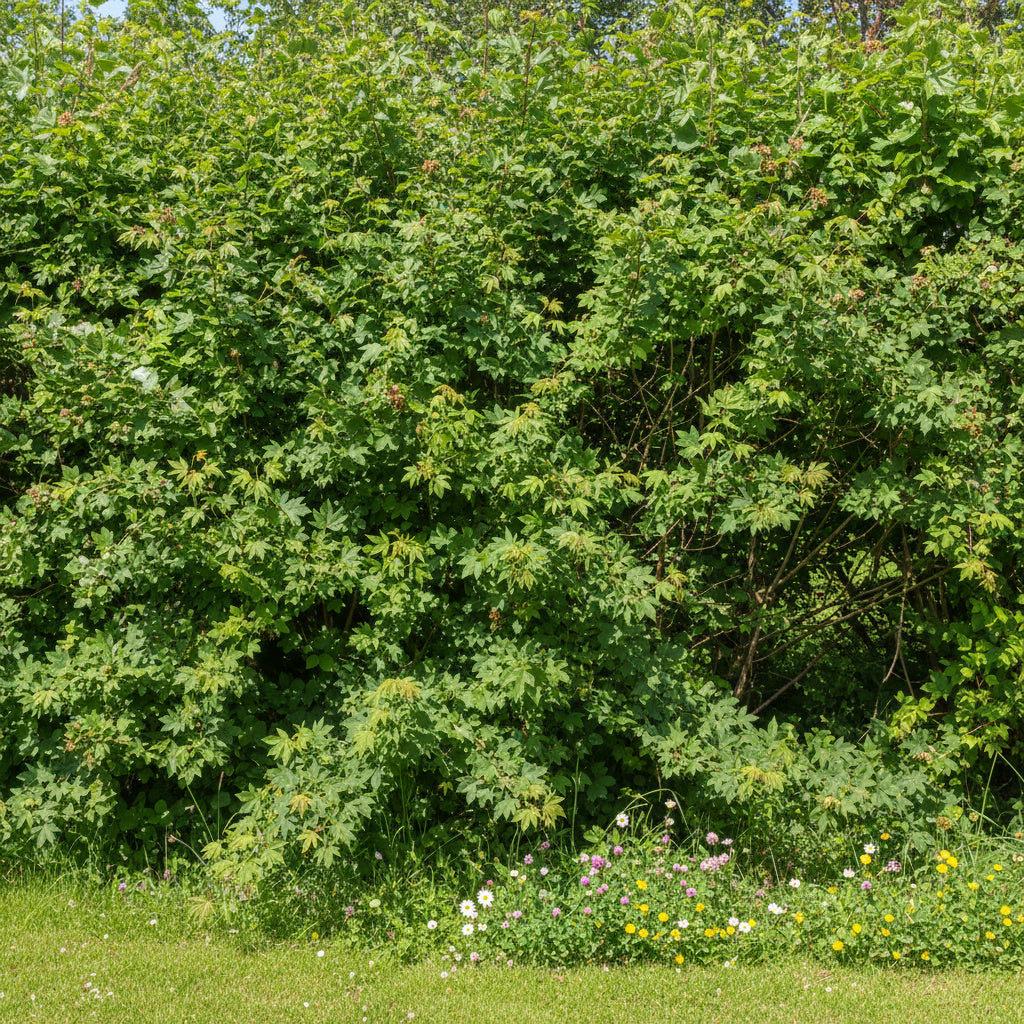 Érable champêtre - Acer campestre