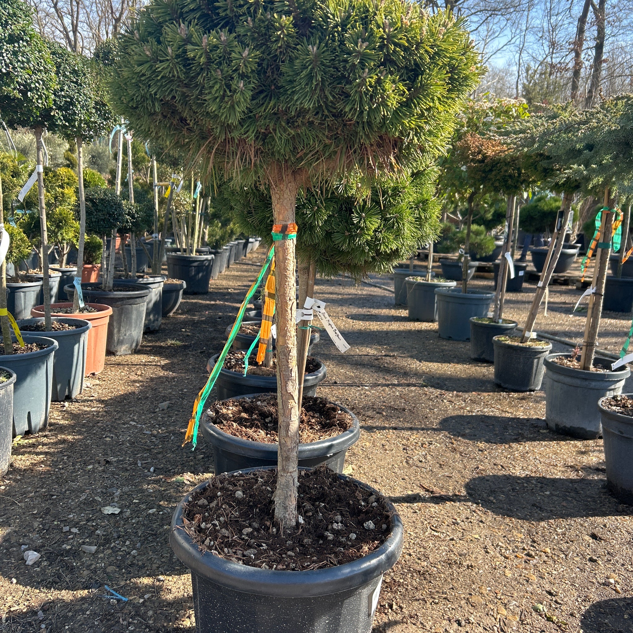 Pin De Montagne 'Benjamin' - Pinus Mugo 'Benjamin'
