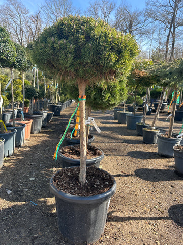 Pin De Montagne 'Benjamin' - Pinus Mugo 'Benjamin'