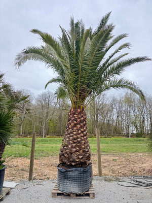 SUJET 180CM DE TRONC - HAUTEUR 300/400CM